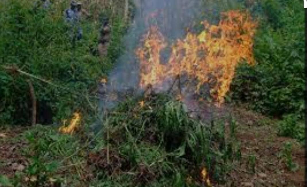 Massive Forest Fire Destroys 70 Hectares in Kagombe Reserve